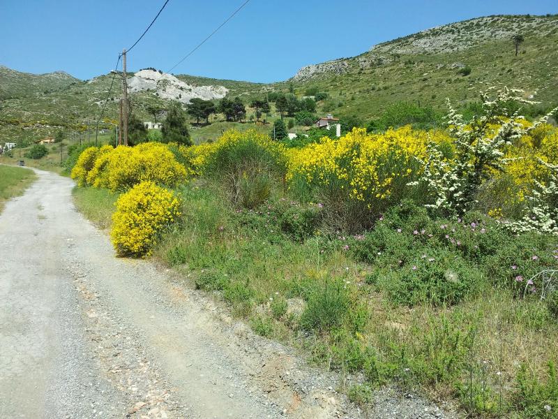 ΟΙΚΟΠΕΔΟ για Πώληση ΠΕΝΤΕΛΗ,230000€, 4050τ.μ.